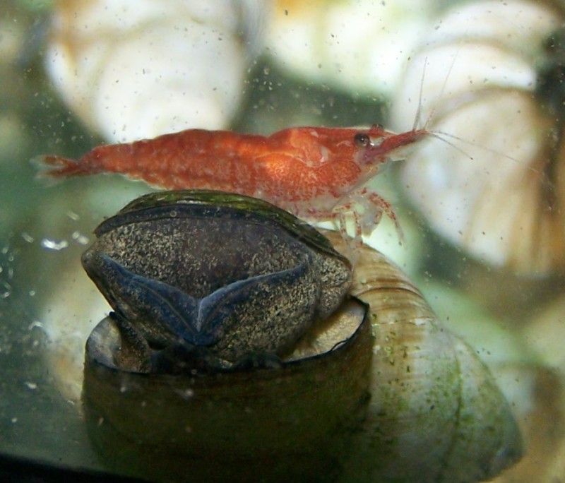 12 live Cherry Shrimp for your fish tank or aquarium  